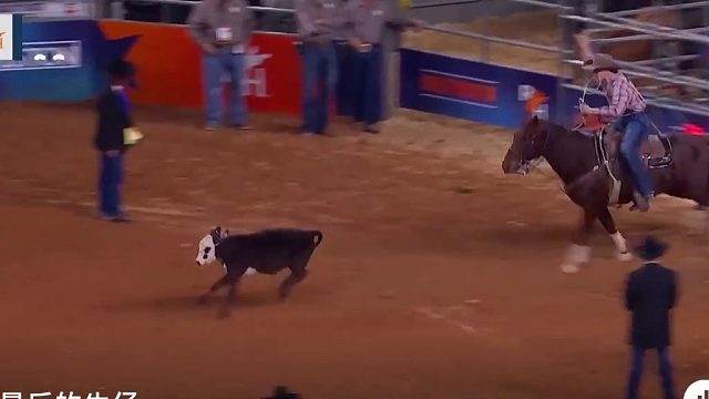 牛仔套牛比赛和女牛仔套牛你们更喜欢哪个？