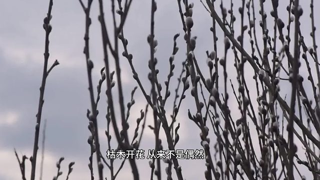 枯木生花，是倔强也是希望梨花声音课堂