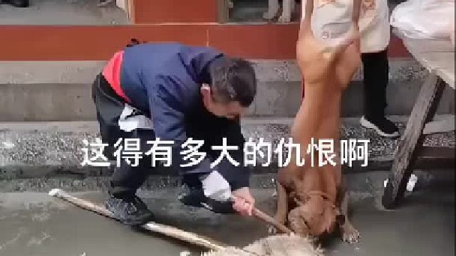 这种视频应该多让爱狗人士看看