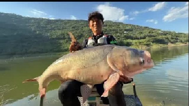 重庆云阳解锁野生巨型花鲢