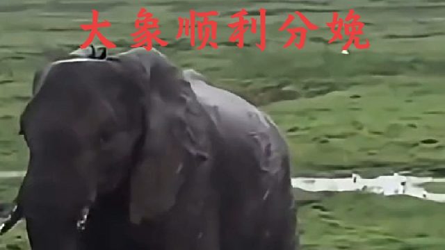 大象族群集体出动保护即将分娩的象妈妈