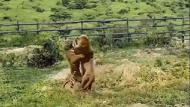 老虎与雄狮一言不合直接开战，究竟谁更强悍呢