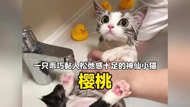 一只乖巧黏人松弛感十足的神仙小猫