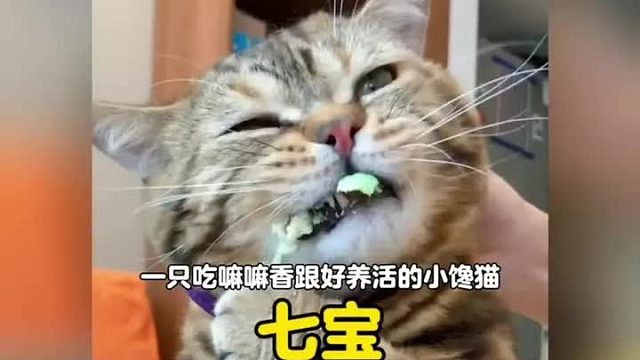 一只吃嘛嘛香从不挑食的小馋猫