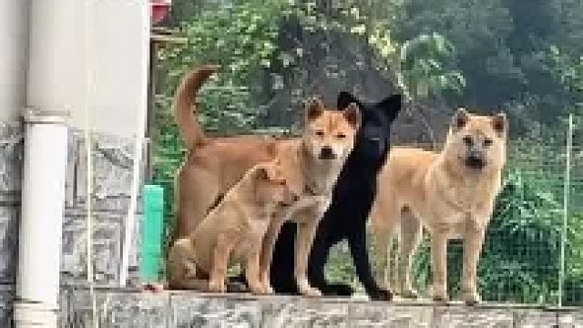 出门忘记带东西，掉头回来，狗子们居然是这种表情。