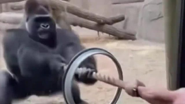 大哥不让你拔你偏要拔！这下好了人进去了！哈哈