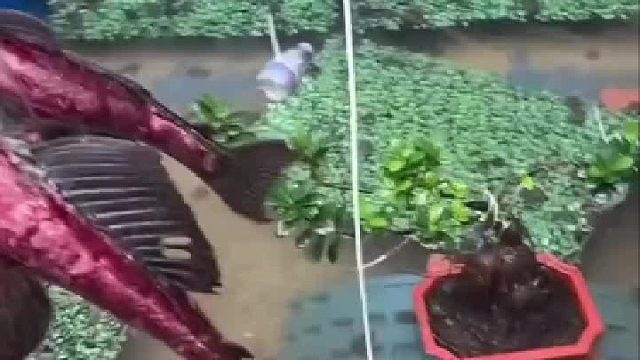 清道夫被当成有害鱼，只能当成乌龟的饲料，在鱼界没有地位！