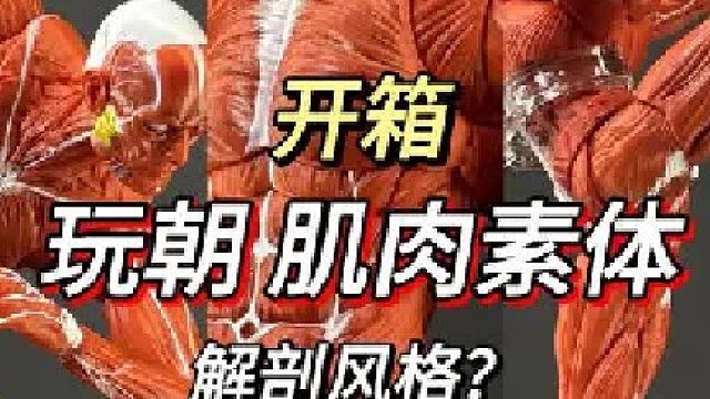 开箱玩朝 真“肌肉素体”被扒了皮的素体还是第一次见
