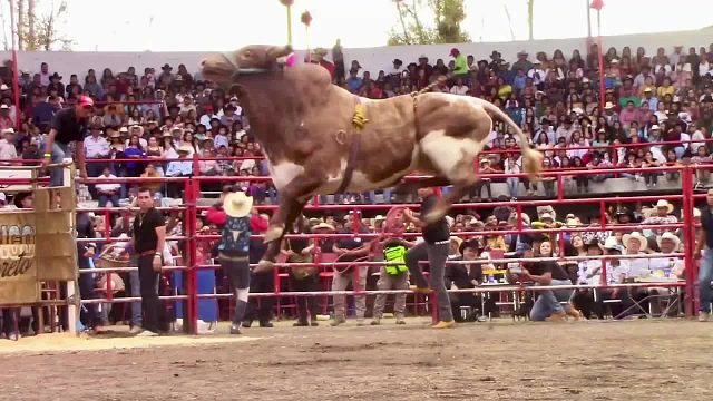 牛人才敢挑战的比赛，骑在牛背上坚持最久的，奖金10万美刀