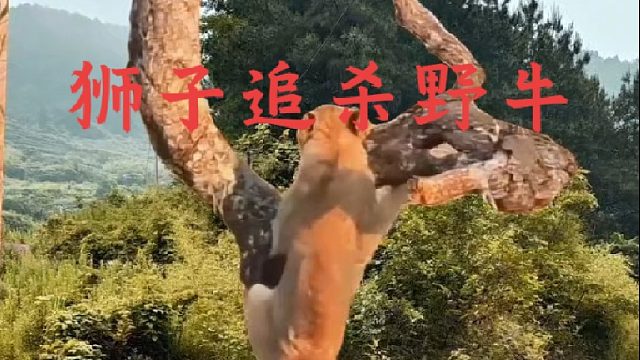 狮子对野牛穷追猛舍要吃牛排