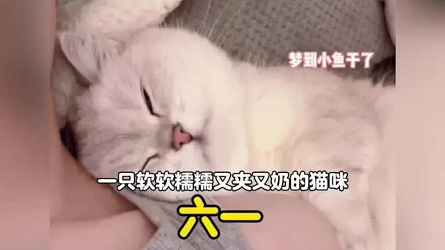 一只软软糯糯又奶又夹的猫咪，每个动作都像精心设计过一样