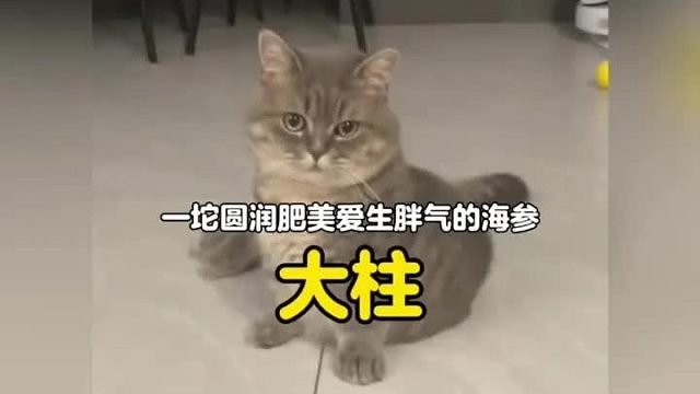 谁能拒绝一坨圆润肥美爱生胖气的海参