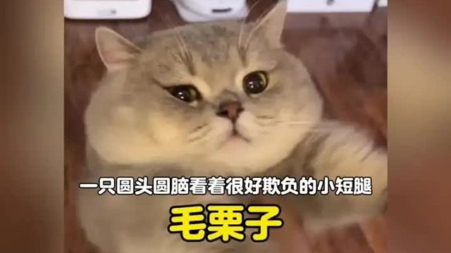 一只圆头圆脑，身娇体弱易推倒的小短腿
