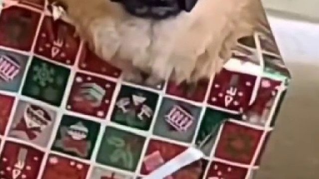 圣诞节宠物装扮合集可爱死我啦！#全网热点共创计划#