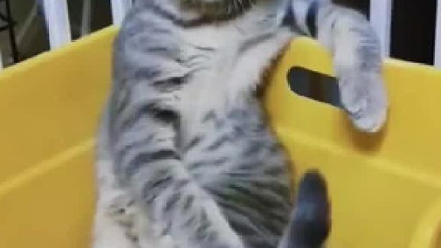 哎哟喂！喵爷您吉祥！不像猫的猫咪合集#全网热点共创计划#