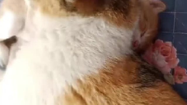 小猫枕头就是软~不靠谱的猫妈合集#全网热点共创计划#