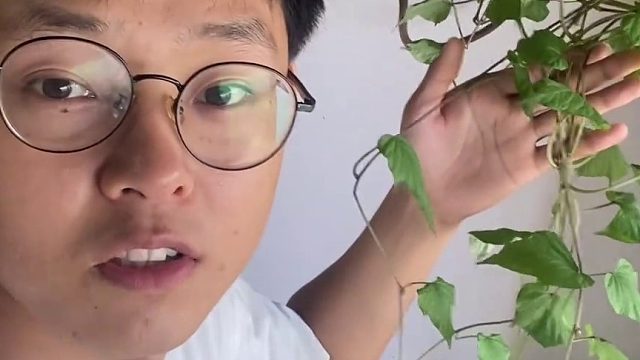 红薯绝对是最适合小白水培的植物