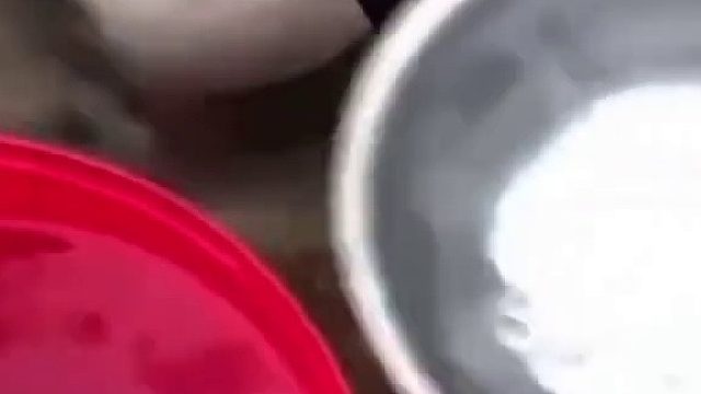 抽象动物在哪里盘点那些动物的迷惑行为