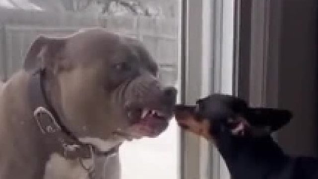 狗：我发现你这人就特较真…