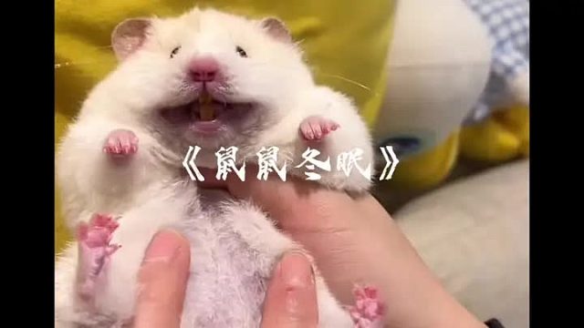 鼠鼠抢救大作战