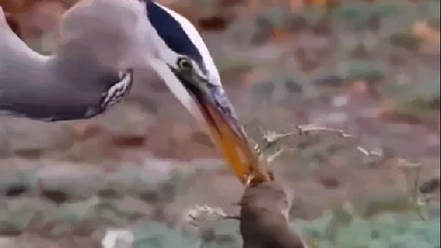 苍鹭抓捕长尾兔竟然如此凶猛