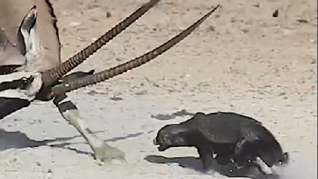 生死看淡不服就干的平头哥遭到爆锤