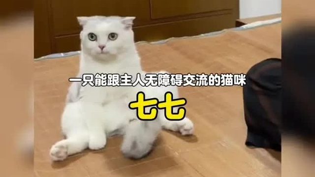 一只成了精能跟主人无障碍交流的猫咪