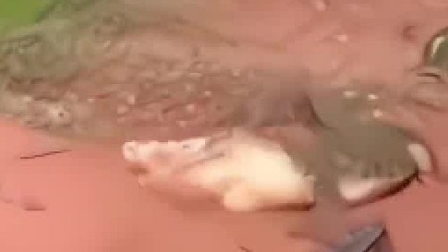 吃到肉的那条也少了一个，破案了