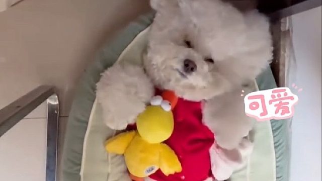 80后男子对家中宠物无底线的爱……