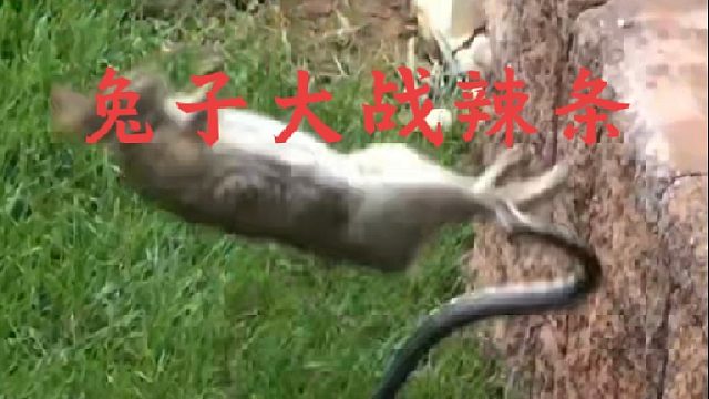 兔子竟然将毒辣条按在地上疯狂输出