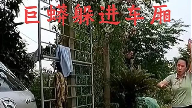 村民循着踪迹要抓捕黄金巨蟒