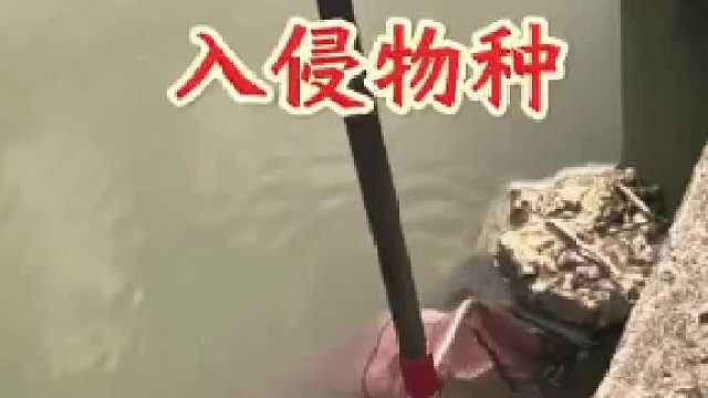 清理入侵怪鱼 广东尼罗河刷新很多观赏鱼