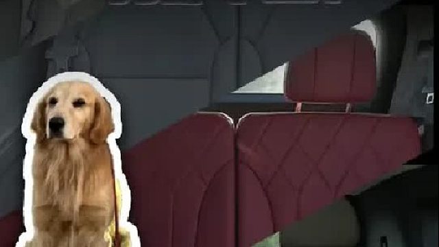 三排 狗都不坐？