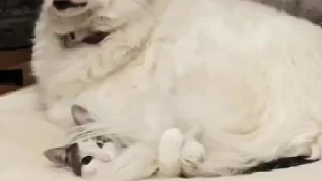 拉布拉猪先生！你的小娇妻快被你压洗了猫猫狗狗合集#全网热点共创计划#