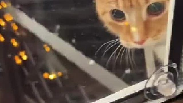 冬天是猫咪最亲人的时候怕冷小猫合集#全网热点共创计划#