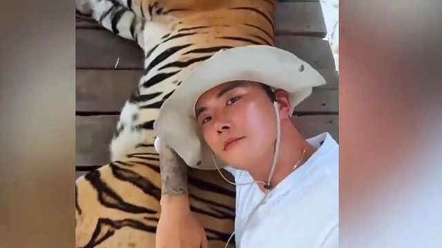 老虎：你拍我的时候，我可一声没吭！