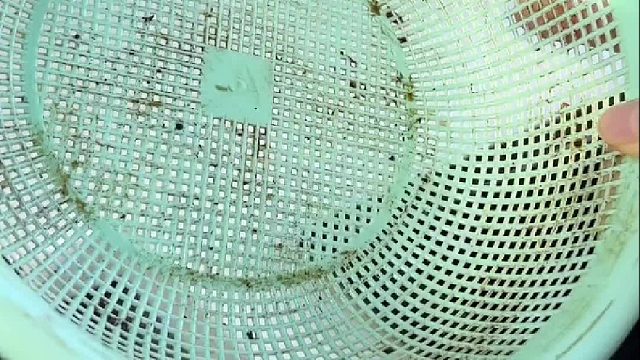 菜篮子用久太脏了，教你一招立马干净