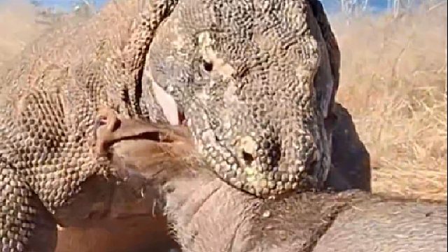 满嘴细菌的巨蜥三嫂简直太狠了