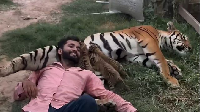 小哥竟然趴到老虎肚子上当靠枕