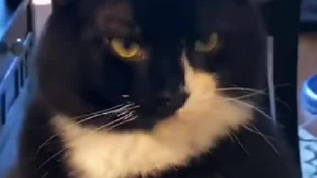 咪咪，你真的好像人啊！！！盘点那些动作奇怪的猫咪