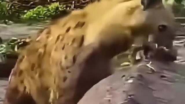 河马不是暴脾气吗？怎么不攻击