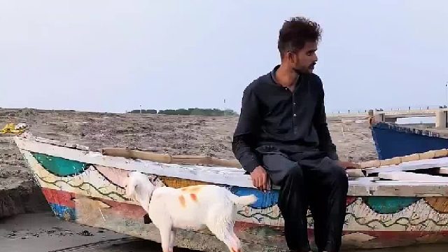 这蛇有点假没飞扑