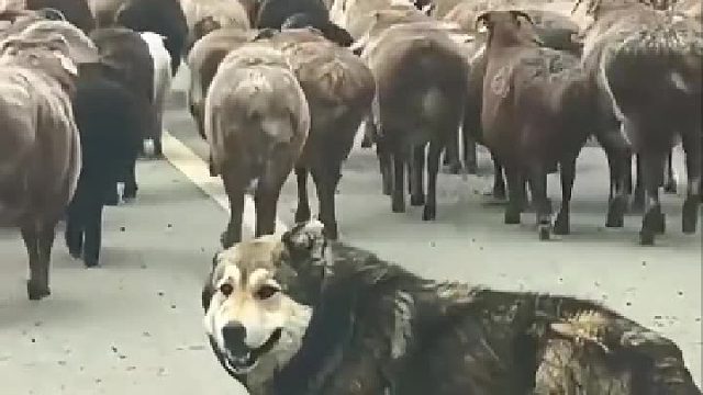 这腿估计是干掉了一只狼，