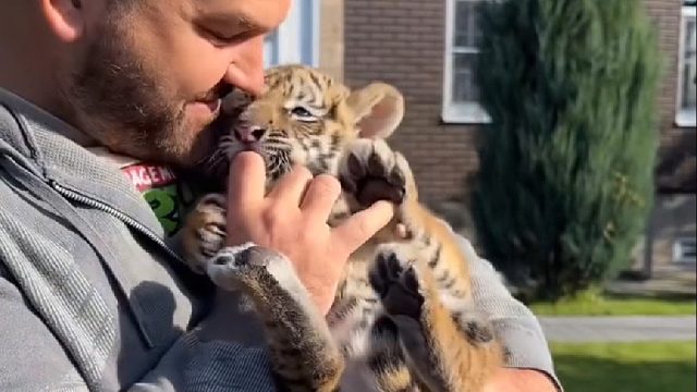 国外大叔救助了只体弱多病的小老虎，不料长大后的模样惊艳众人