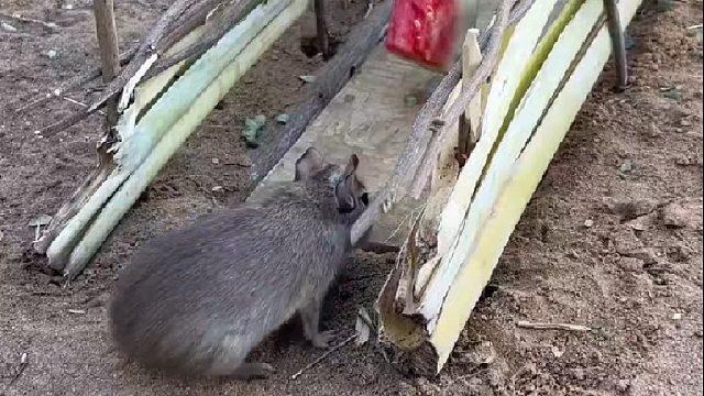 奥德彪利用陷阱抓捕驱赶祸害庄稼的野鸡野兔