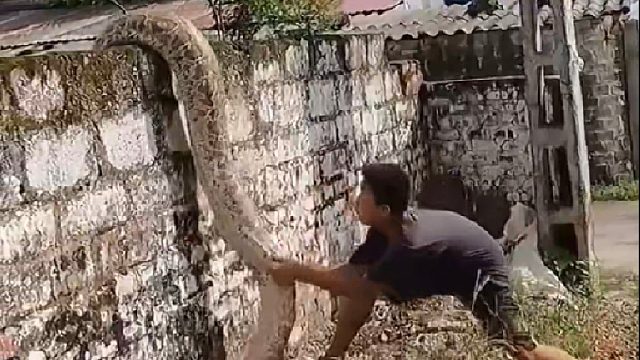 巨蟒偷吃老母猪被村民发现