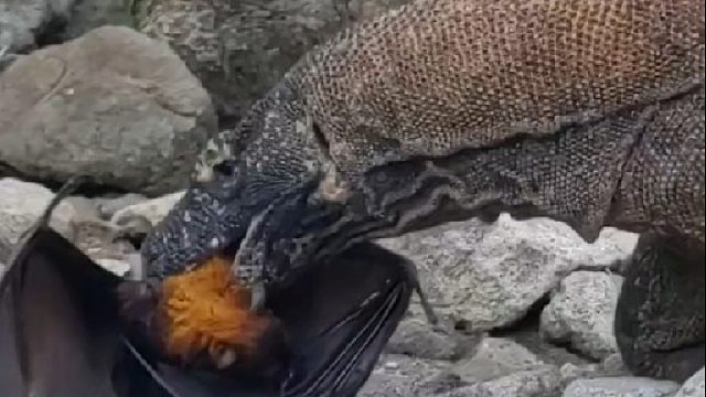 毒魔巨蜥三嫂抓捕最毒蝙蝠为食