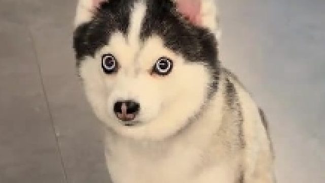 狗：眼力见这块手拿把掐