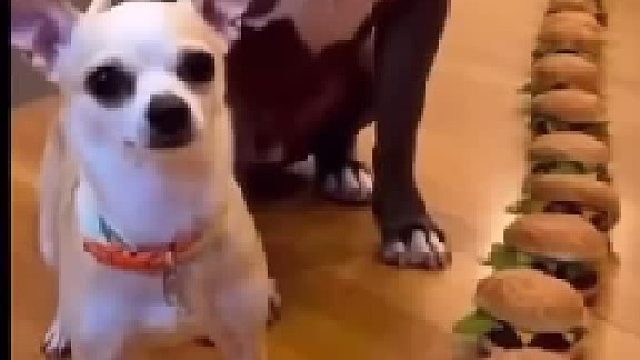 萌宠排队吃汉堡，狗狗萌出新高度！