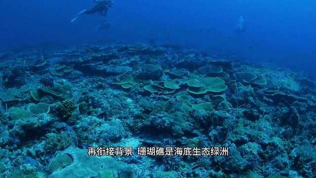 深海实时解说，解锁海底奥秘梨花声音课堂